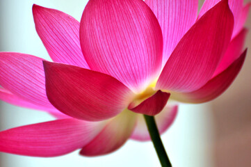 Blossom pink flower