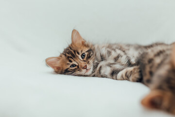 Little bengal kitten on the white fury blanket