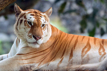 Fototapeta na wymiar Rare golden tiger in their environment