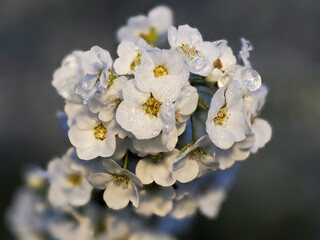 Tokyo, Japan - March 23, 2022:  Thunberg spirea or Spiraea thunbergii or Thunberg's meadowsweet in...