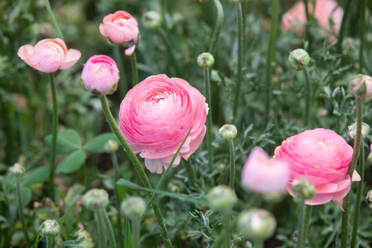 Persian Buttercup, Ranunculus