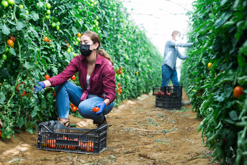 Girl and man in face masks picking tomatoes inside big warm house