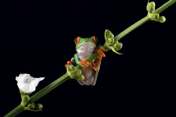 Red eyed tree frog on the branch