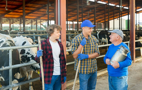 Three various aged dairy farm workers standing in cowshed and having conversation.