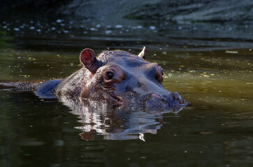 Hippo swimming in the river
