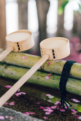 手水舎　桜の花びら