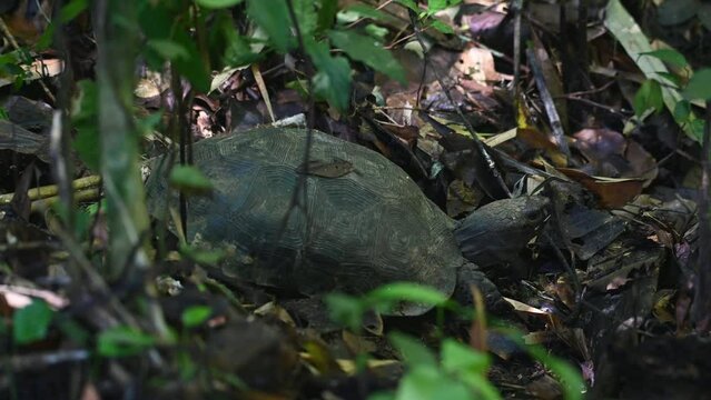 Seen moving its head around after a mushroom meal on the forest floor, Asian Forest Tortoise, Manouria emys, Kaeng Krachan National Park, Thailand.