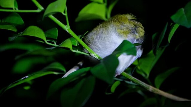 Roosting in the night with its head in tucked in its wing then the head springs out to check around, Common Tailorbird Orthotomus sutorius, Thailand.