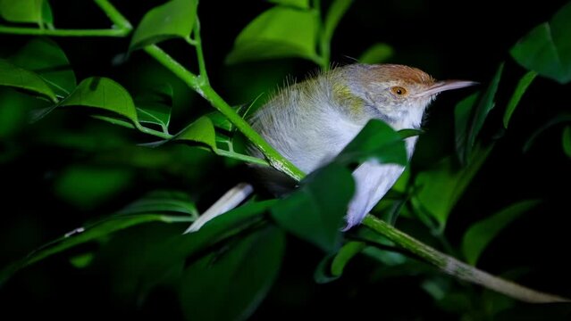 Facing to the right while roosting as it closes its eye to sleep, Common Tailorbird Orthotomus sutorius, Thailand.