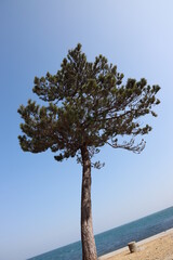 青空と背の高い木