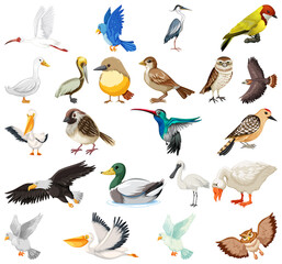 Obraz na płótnie Canvas Different kinds of birds collection