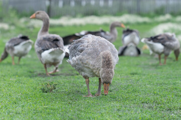 Naklejka na ściany i meble Gray beautiful geese in a pasture in the countryside walk on the green grass. Livestock farm birds. Animal breeding.