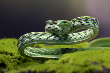 Green vine snake in attack position © DS light photography