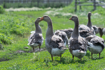 Gray beautiful geese in a pasture in the countryside walk on the green grass. Livestock farm birds. Animal breeding.
