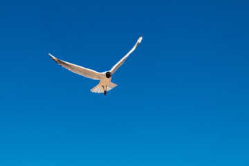 Gaviota altiplánica