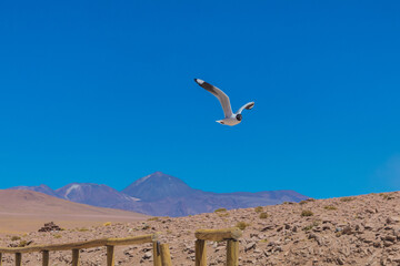 Gaviota altiplánica