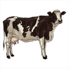 Cows vintage. Hand drawn sketch in a graphic style. Vintage engraving illustration for poster, web.