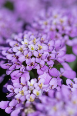 Cute beautiful flowers in the garden close-up. Selective small focus and nice bokeh. Fairytale world of plants. Nature green and vibrant petals.