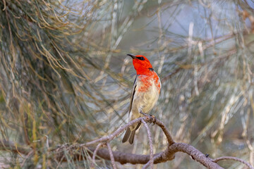 Scarlet Myzomela Honeyeater in Queensland Australia