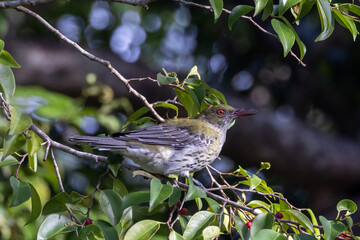 Olive-backed Oriole in Queensland Australia