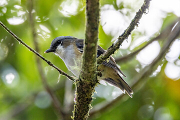 Grey-headed Robin in Queensland Australia