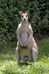 Eastern Grey Kangaroo in Queensland Australia