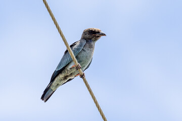 Juvenile Dollarbird in Queensland Australia