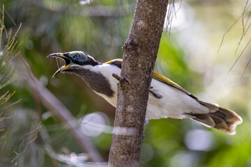 Blue-faced Honeyeater in Queensland Australia