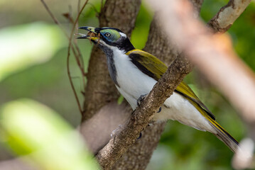 Blue-faced Honeyeater in Queensland Australia