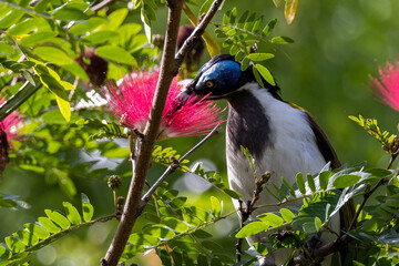 Blue-faced Honeyeater in Queensland Australia