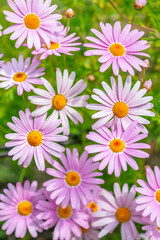 beautiful red Pyrethrum roseum or Persian Daisy in garden