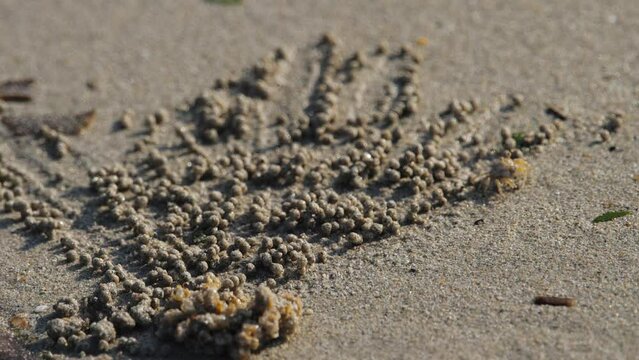 Crabs roll balls of sand