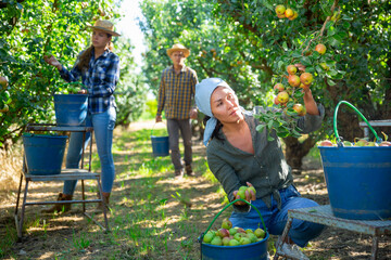 Asian female farmer engaged in picking of pears in orchard, laying harvested fruits in buckets