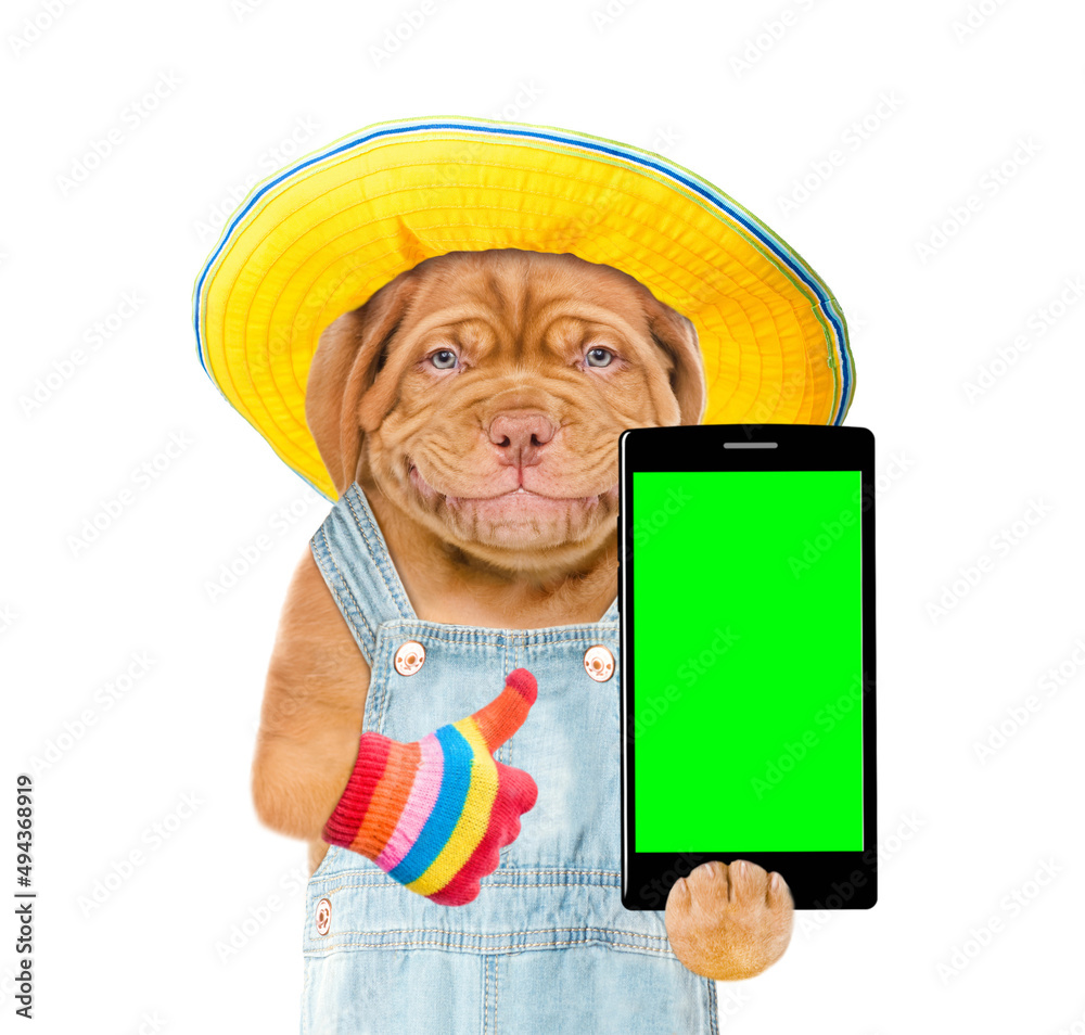 Poster happy puppy wearing red cap holds smartphone with empty green screen and shows thumbs up gesture. is