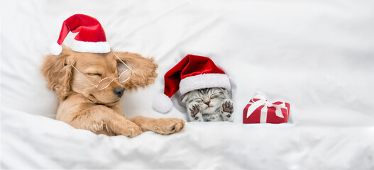 English Cocker spaniel puppy and tiny kitten wearing santa hat sleep together with gift box under white warm blanket on a bed at home. Dog  hugs toy bear. Top down view. Empty space for text