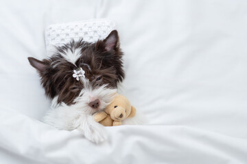 Young Biewer Yorkshire terrier  puppy hugs favorite toy bear on a bed at home and. Top down view....