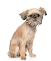 Portrait of a Brussels Griffon puppy sitting in front view and looking at camera. isolated on white background