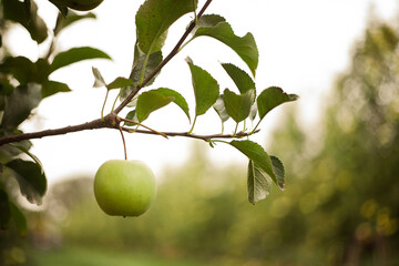 green apple on tree
