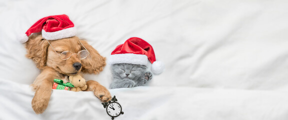 English Cocker spaniel puppy and tiny kitten wearing santa hats sleep together under white warm...