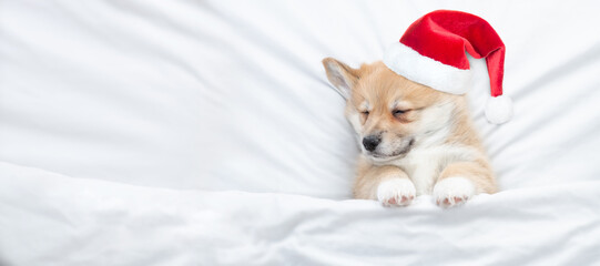 Pembroke welsh corgi puppy wearing red santa hat sleeps on a bed under white blanket at home. Top...