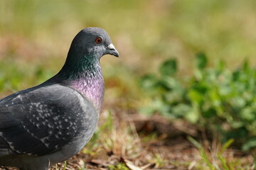 rock dove in the town