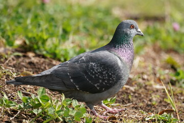 rock dove in the town