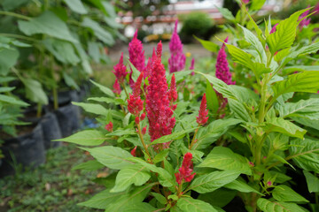 Beautiful red cockscomb flowers are ready to be sold in greenhouses.