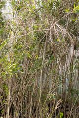 Olive plants growing in a plastic grower bags