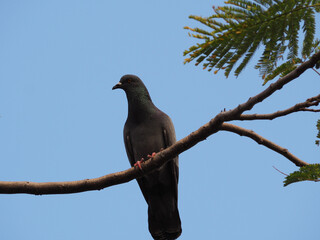 pigeon on a branch