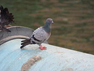 pigeon in the park