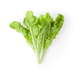 lettuce isolated on white