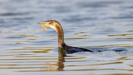 Eine Riedscharbe mit einer Garnele im Schnabel schwimmend in der Seitenansicht