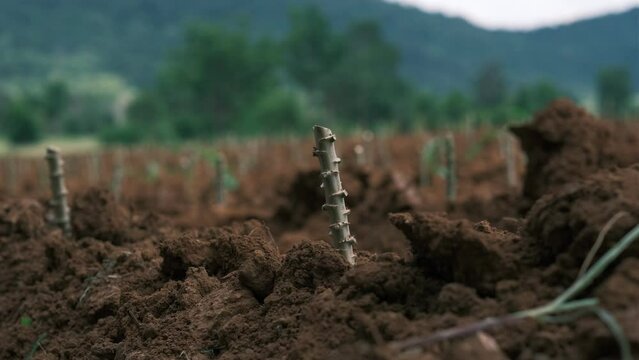Cassava plantation.row of cassava tree in field, tapioca Starch, Row of manioc Sprouts Agricultural industrial cultivation of cassava. Planting young plants by plowing, lifting the drainage ditch