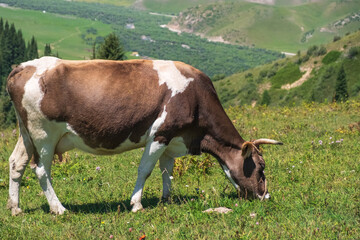 Grazing cow in green mountains background. Mountain valley landscape. Nature farming. Agriculture, farmland background.